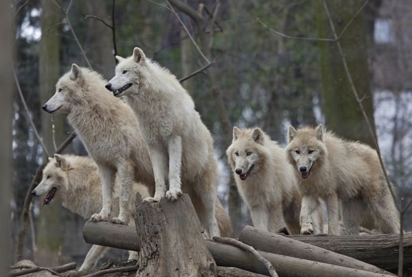 انبوهی از گرگ های قطب شمال در یک باغ وحش