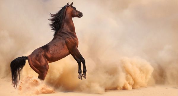 اسب عرب در حال فرار از طوفان صحرا