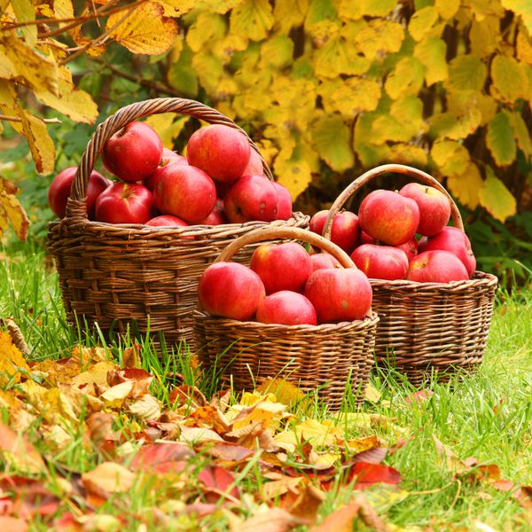 سیب های تازه رسیده در سبد تصویر با موضوع پاییز در باغ زیستی