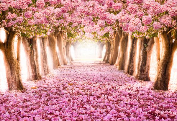 تونل عاشقانه درختان گل صورتی