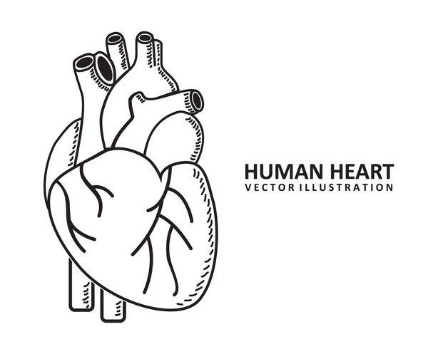 طراحی قلب انسان بر روی وکتور پس زمینه سفید