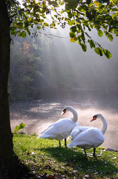 دو قو در دریاچه چشم انداز زیبا و پرتو خورشید