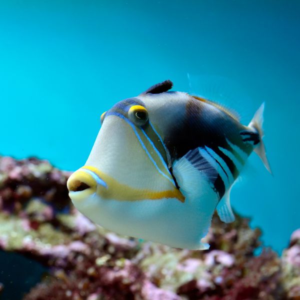 تصویر زیر آب از ماهی گرمسیری