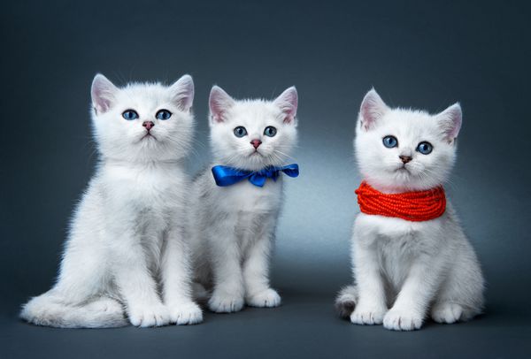 بچه گربه های نژاد بریتانیایی رنگ آمیزی کمیاب - یک چینچیلا نقره ای