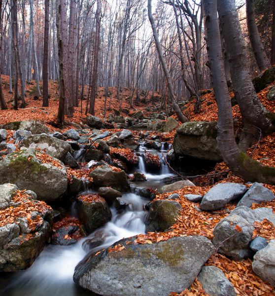 رودخانه کوهستانی در جنگل عمیق بلغارستان