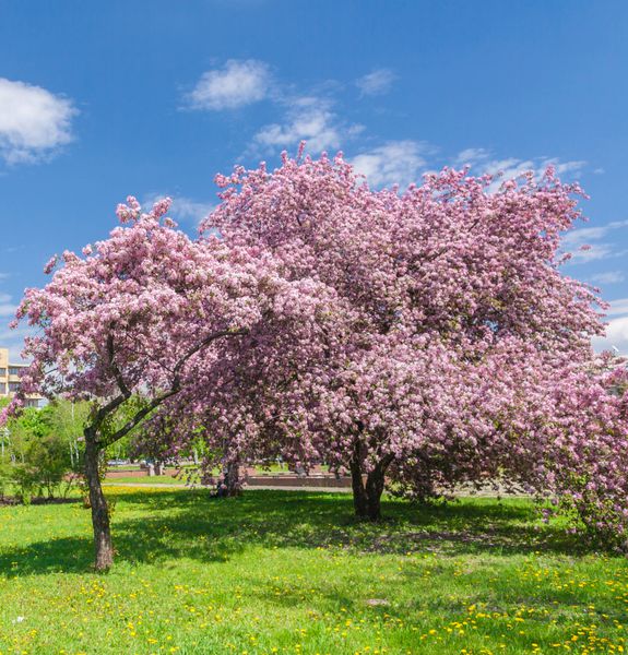 باغ سیب شکوفه زیبا در عکس