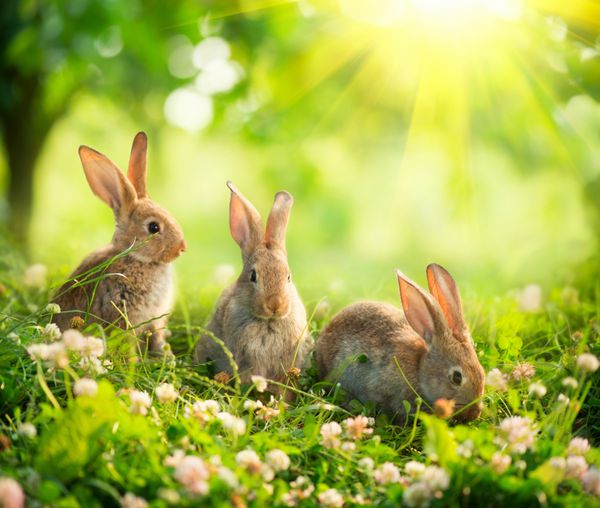 خرگوش ها طراحی هنری زیبایی از اسم حیوان دست اموز کوچک عید پاک در علفزار گل های بهاری و چمن سبز پرتوهای خورشید