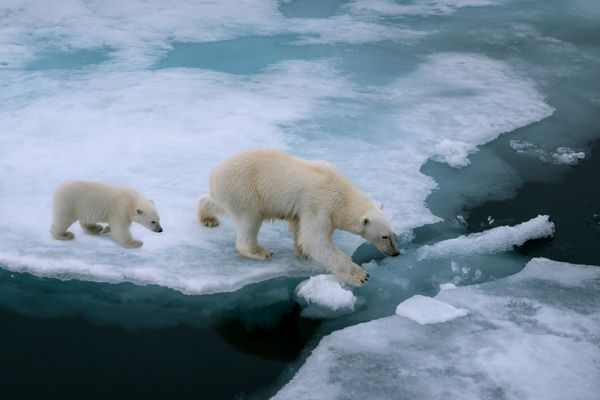 زاویه بالا خرس قطبی مادر و توله در حال راه رفتن روی شناور یخ در اقیانوس منجمد شمالی در شمال سوالبارد نروژ