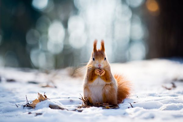 سنجاب قرمز ناز در صحنه زمستان با جنگل تار زیبا در پس‌زمینه آجیل می‌خورد
