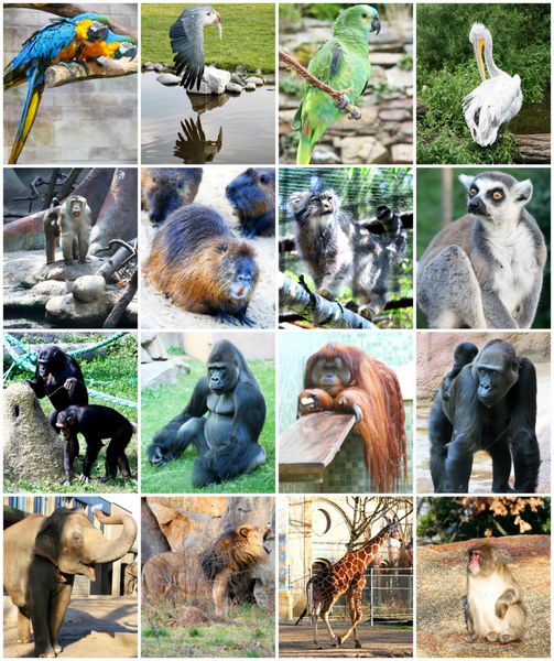 حیوانات مختلف در باغ وحش