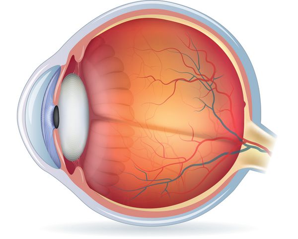 نمودار آناتومی چشم انسان تصویر پزشکی جدا شده بر روی پس زمینه سفید