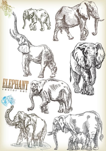 مجموعه وکتور فیل