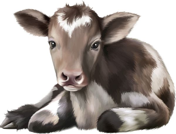 گوساله تازه متولد شده بچه گاو سیاه و سفید روی پس‌زمینه جدا شده سفید