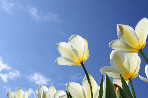 گل های بهاری - لاله های سفید در پس زمینه آسمان تنوع عزیزم