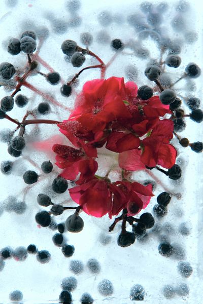 گل پلارگونیوم زیبا یخ زده شکوفه در قالب یخ