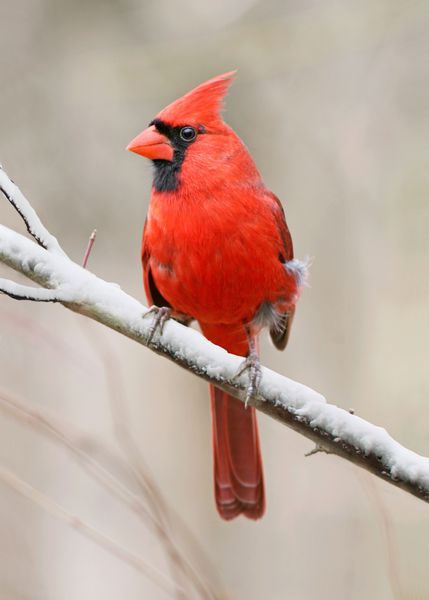 پرنده قرمز نر کاردینال شمالی در زمستان Cardinalis cardinalis