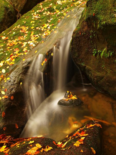 آبشار بر روی نهر کوچک کوهستانی آب روی تخته سنگ های ماسه سنگی خزه ای جاری است و حباب هایی روی آب شیری هموار ایجاد می شود برگ های رنگارنگ از درخت افرا یا آسپن روی سنگ ها و داخل آب