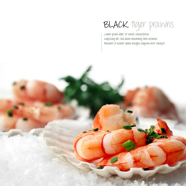 تصویر ماکرو از میگوهای ببر سیاه تازه در پوسته گوش ماهی که روی برف سفید قرار گرفته است تصویری عالی برای روی جلد منوی رستوران ماهی یا شام فضای کپی