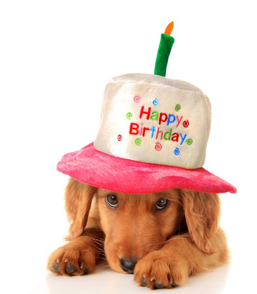 یک توله سگ گلدن رتریور که کلاه تولدت مبارک بر سر دارد