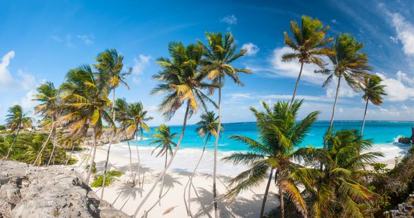 خلیج پایین یکی از زیباترین سواحل جزیره باربادوس در دریای کارائیب است این بهشت استوایی با نخل‌هایی است که بر فراز دریای فیروزه‌ای آویزان شده‌اند عکس پانوراما گسترده