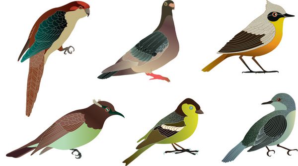 مجموعه ای از پرندگان مختلف جزئیات وکتور