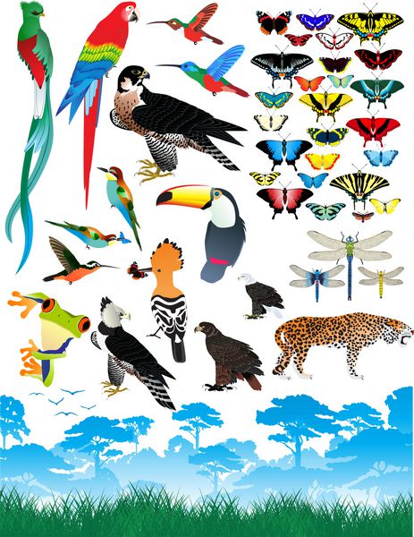 مجموعه وکتور حیوانات مختلف جنگل پرندگان کوتزال آرا توکان پروانه عقاب قورباغه جگوار