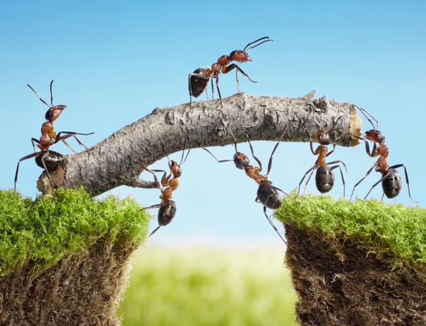 کار گروهی مورچه ها پل می سازند