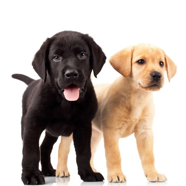 دو توله سگ لابرادور ناز - یکی با دهان باز و دیگری به دور نگاه می کند