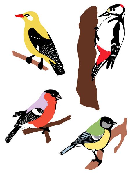 مجموعه ای از پرندگان رنگی