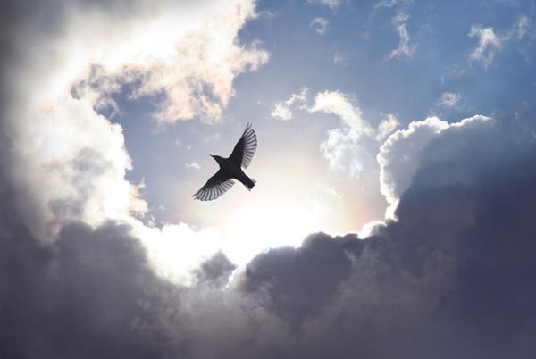 پرنده ای که بال هایش را باز می کند تا از میان منظره ابری دراماتیک به بهشت پرواز کند