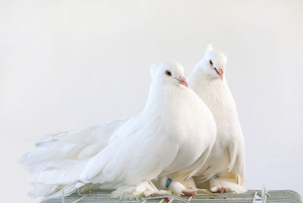 یک جفت کبوتر سفید زیبا