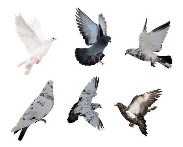 مجموعه ای از جدا شده بر روی شش کبوتر سفید