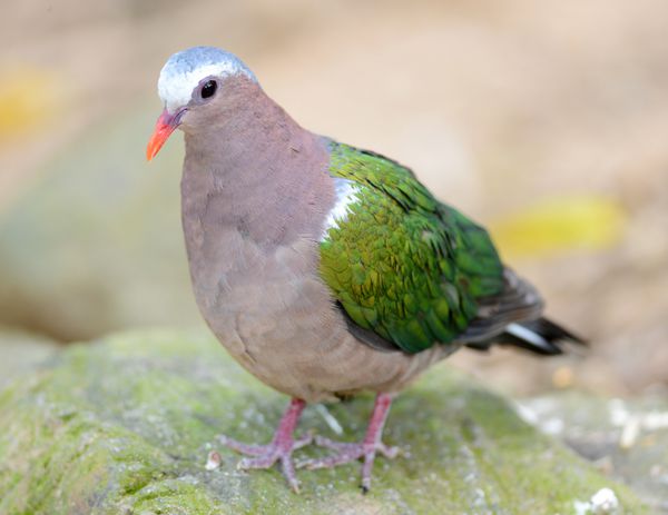 کبوتر زمرد یا کبوتر سبز Chalcophaps Indica پرنده