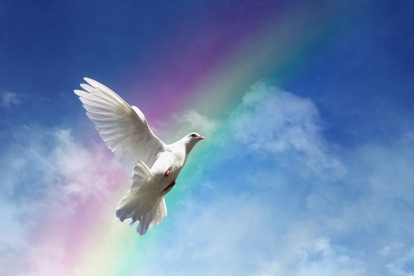 کبوتر سفید در برابر ابرها و مفهوم رنگین کمان برای آزادی صلح و معنویت