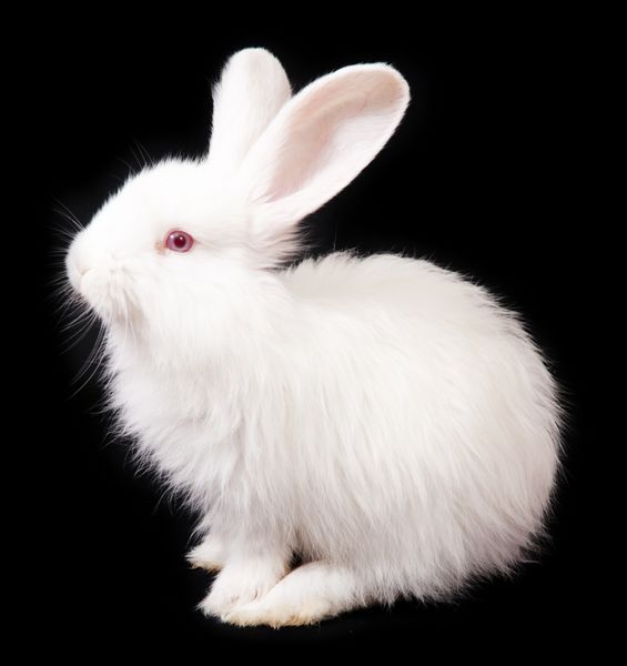 خرگوش سفید در پس زمینه سیاه