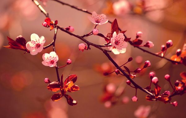 گیلاس ژاپنی گلدار زیبا - ساکورا پس زمینه با گل در یک روز بهاری نسخه قرمز-نرم