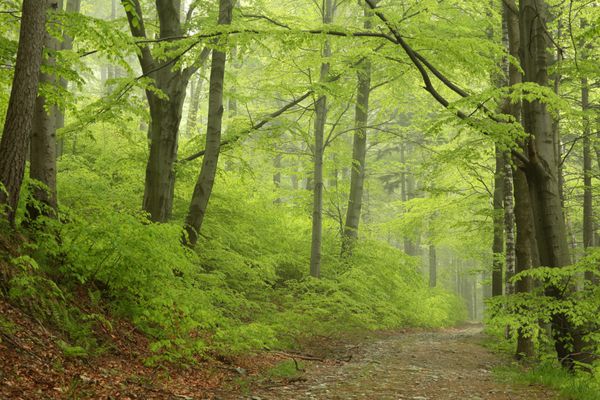 مسیر از میان جنگل مه آلود راش بهاری