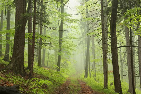 مسیری را در میان جنگل مه آلود بهار دنبال کنید