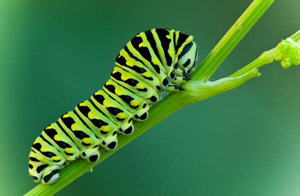 این یک لارو دم پرستو سیاه روی ساقه کرفس است Papilio polyxenes