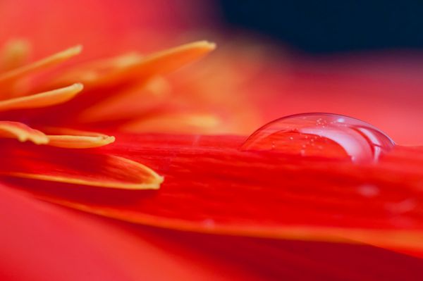 قطره آب روی گلبرگ قرمز گبرا از نمای نزدیک