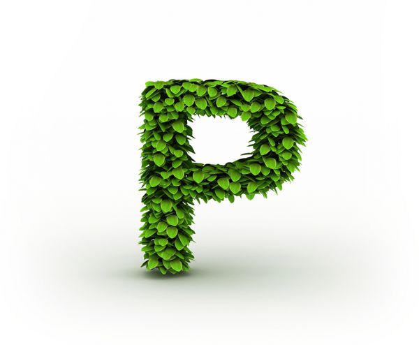 حرف P الفبای برگ های سبز جدا شده در زمینه سفید