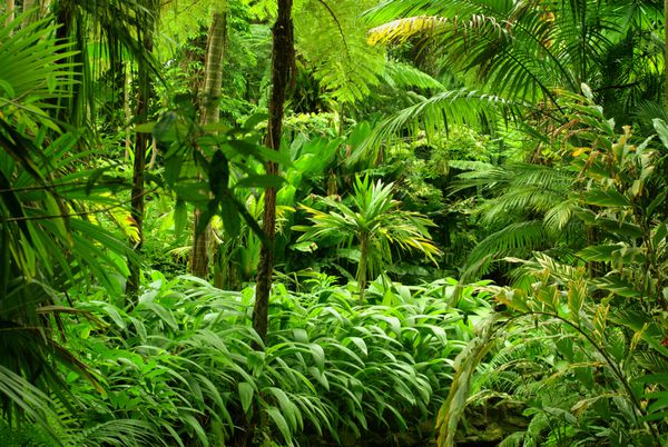 باغ گرمسیری در کایرنز کوئینزلند شمالی استرالیا
