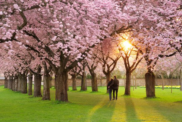 یک باغ درخت گیلاس پرشکوفه در غروب آفتاب که زوجی پیاده‌روی از آن لذت می‌برند
