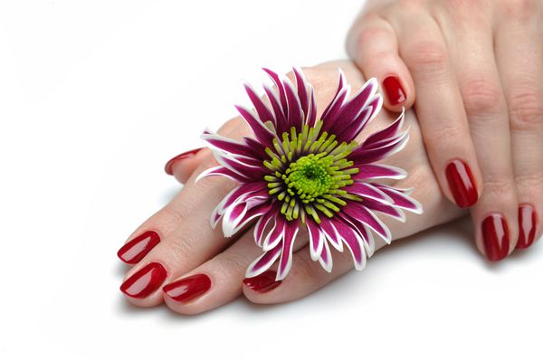 دستی زیبا با مانیکور ناخن قرمز عالی و گل های عجیب و غریب بنفش جدا شده در زمینه سفید