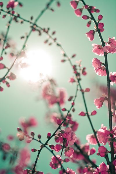 پس زمینه نرم انتزاعی با شکوفه های گیلاس و نور خورشید در عکس تصویر فوکوس انتخابی