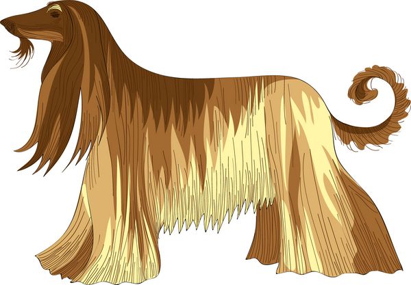 وکتور طرح رنگی سگ نژاد سگ تازی افغان