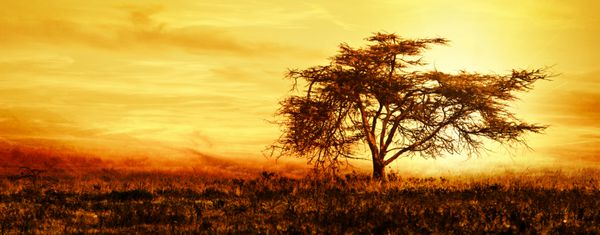 شبح درخت بزرگ آفریقایی بر فراز غروب خورشید تک درخت در مزرعه تصویر پانوراما زیبا از طبیعت در آفریقا منظره آرام تابستانی عصر ماسای مارا