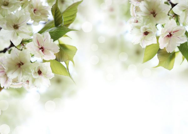 شکوفه های گیلاس بهاری Shallow Dof