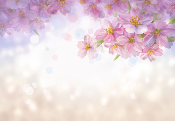 درخت شکوفه بهار