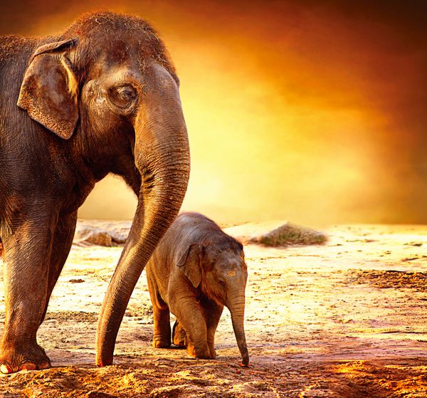 فیل مادری با بچه فیل‌هایی که در بیرون از خانه بر فراز غروب راه می‌روند